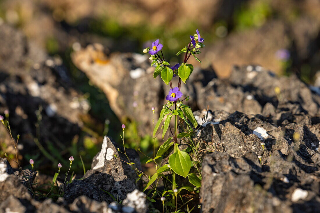  Detail of a flower amidst rocks on the Diksam Plateau, Gallaba, Socotra Island, Yemen, Middle East 