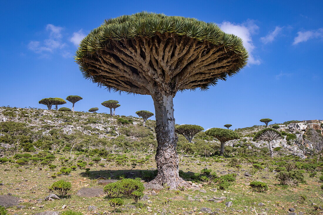  Socotra dragon&#39;s blood trees (Dracaena cinnabari) on the Diksam Plateau, Gallaba, Socotra Island, Yemen, Middle East 