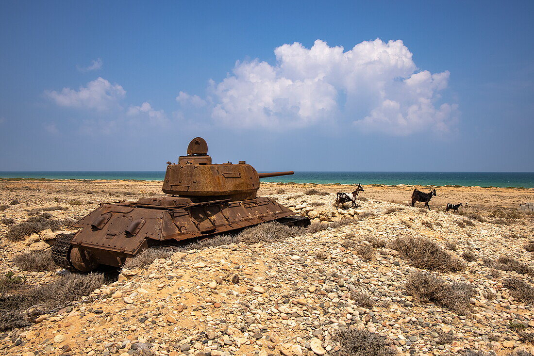 Ziegen schlendern über verrosteten alten sowjetischen Panzer nahe der Küste, Insel Sokotra, Jemen, Golf von Aden, Ostafrika