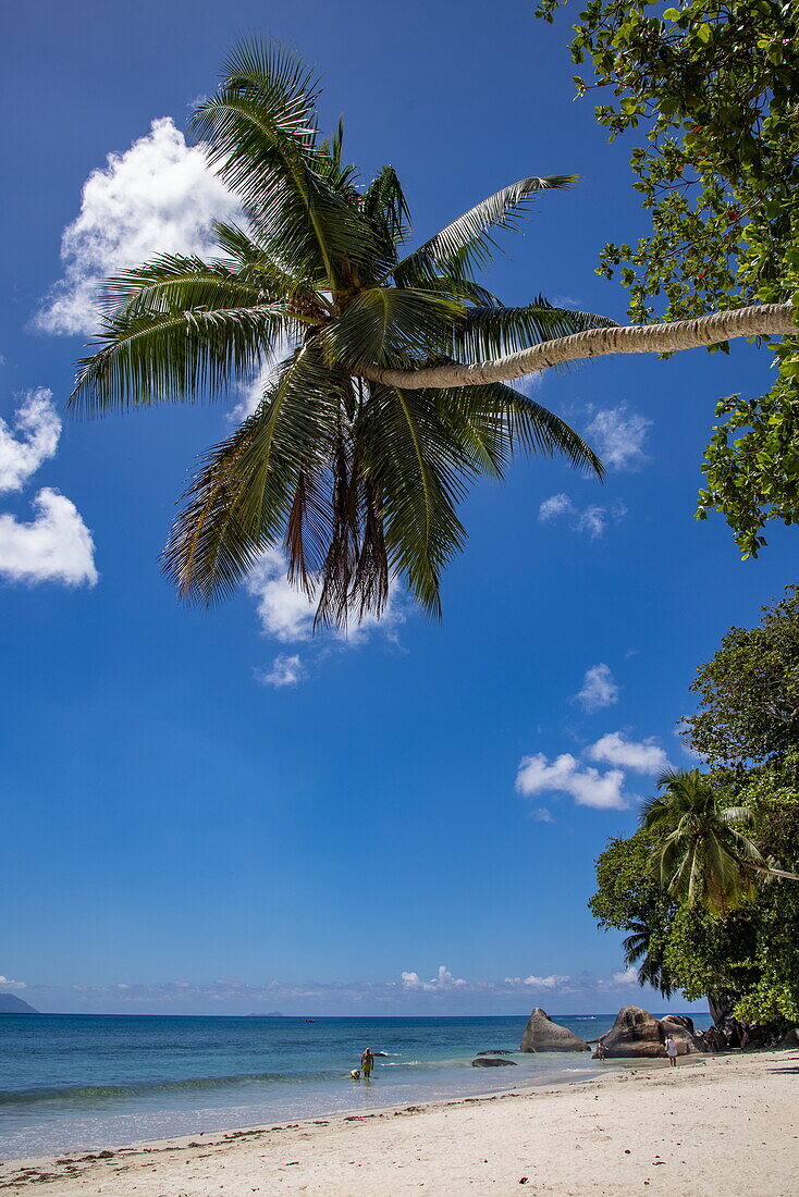  Coconut palm and beach Beau Vallon Beach, Beau Vallon, Mahé Island, Seychelles, Indian Ocean 