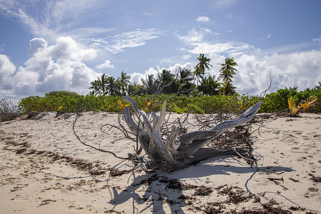  Driftwood on the beach of Bijoutier Island with coconut trees behind, Bijoutier Island, Alphonse Group, Outer Seychelles, Seychelles, Indian Ocean 