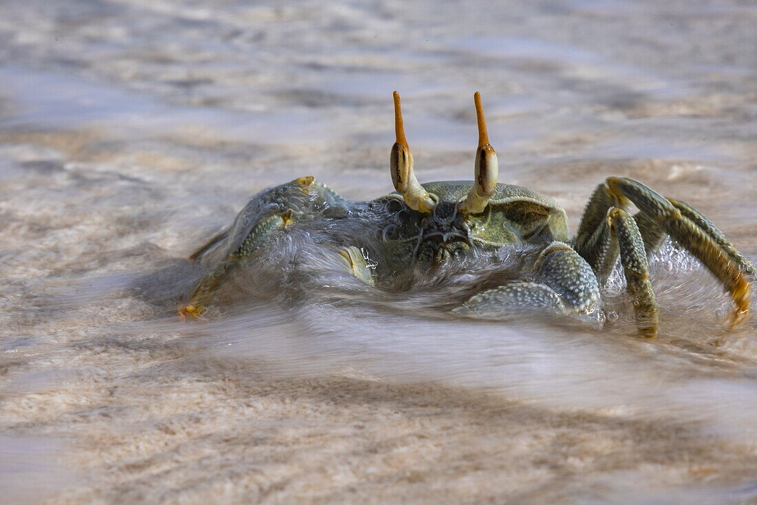 Detailed shot of a crab with a splashing wave on the beach of Bijoutier Island, Bijoutier Island, Alphonse Group, Outer Seychelles, Seychelles, Indian Ocean 