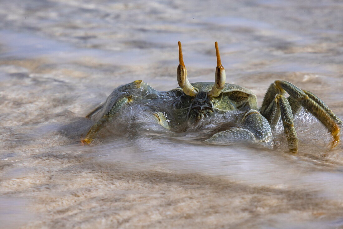 Detailaufnahme einer Krabbe am Strand, Bijoutier Island, Saint-François-Atoll, Alphonse Group, Äußere Seychellen, Seychellen, Indischer Ozean, Ostafrika