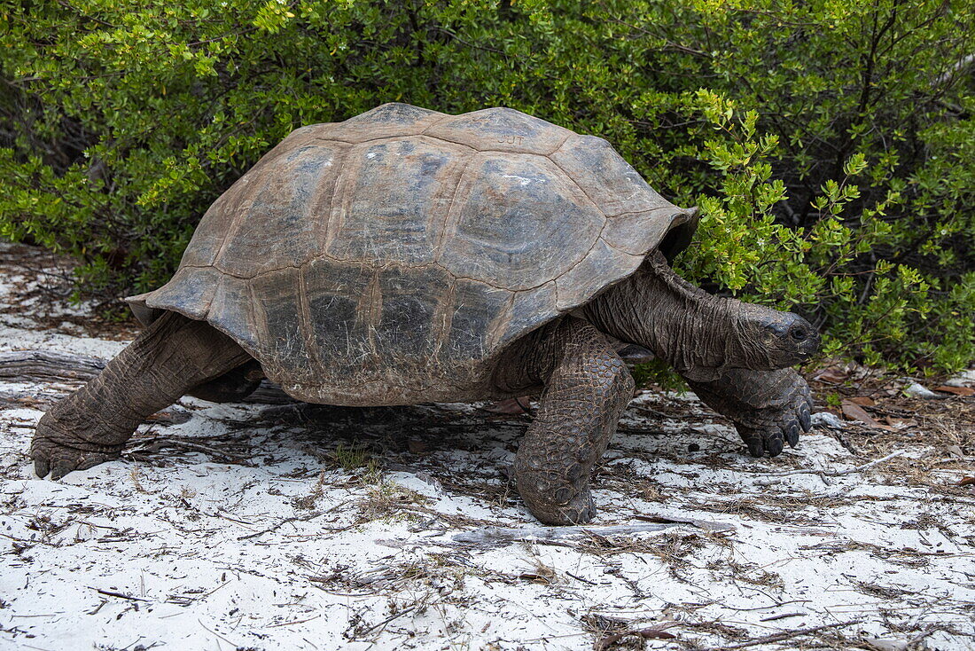  Aldabra giant tortoise (Aldabrachelys gigantea) walks along beach, Aldabra Atoll, Outer Seychelles, Seychelles, Indian Ocean 