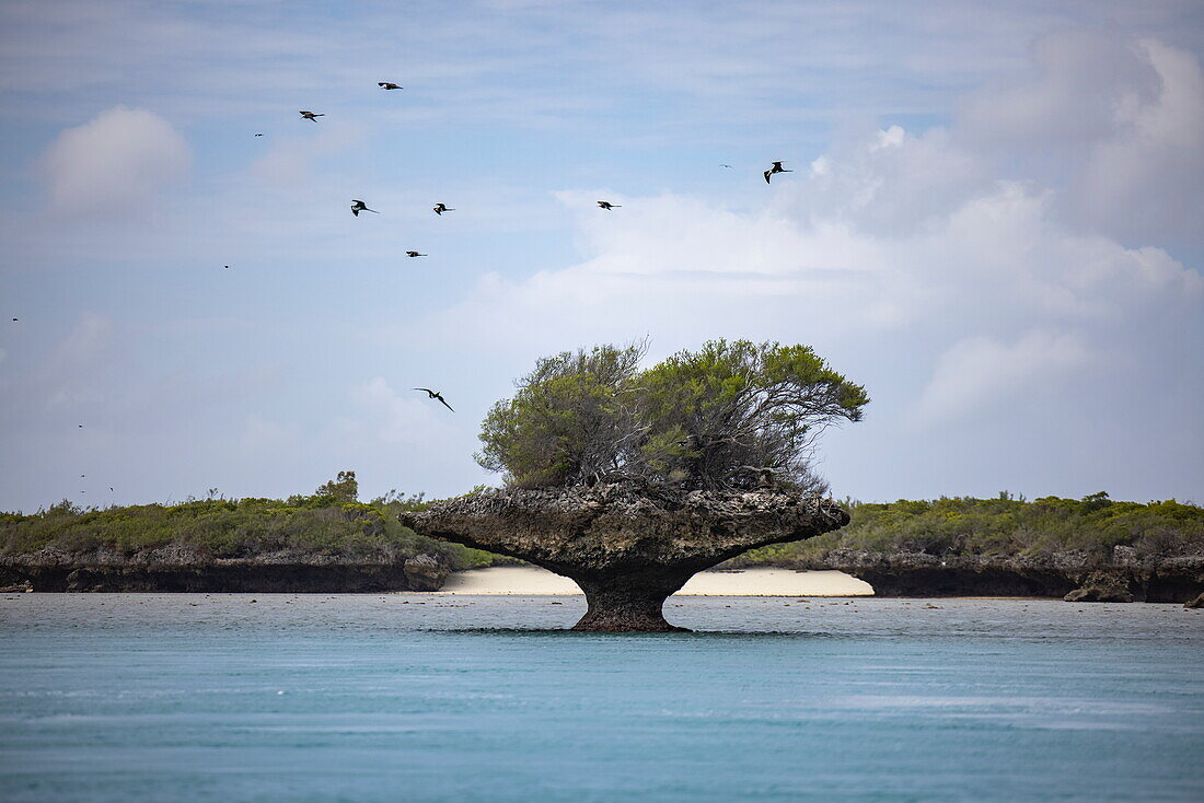  Frigate birds (Fregata magnificens) soar over a coral island called mushroom because of its mushroom shape in the lagoon, Aldabra Atoll, Outer Seychelles, Seychelles, Indian Ocean 