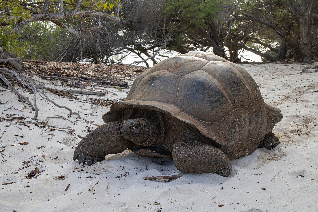  Aldabra giant tortoise (Aldabrachelys gigantea) walking along the beach, Aldabra Atoll, Outer Seychelles, Seychelles, Indian Ocean 