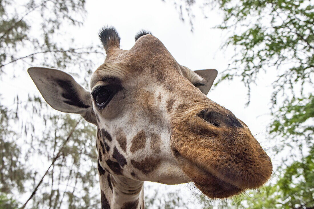 Kopf einer Giraffe im Haller Park, Bamburi, in der Nähe von Mombasa, Kenia, Afrika