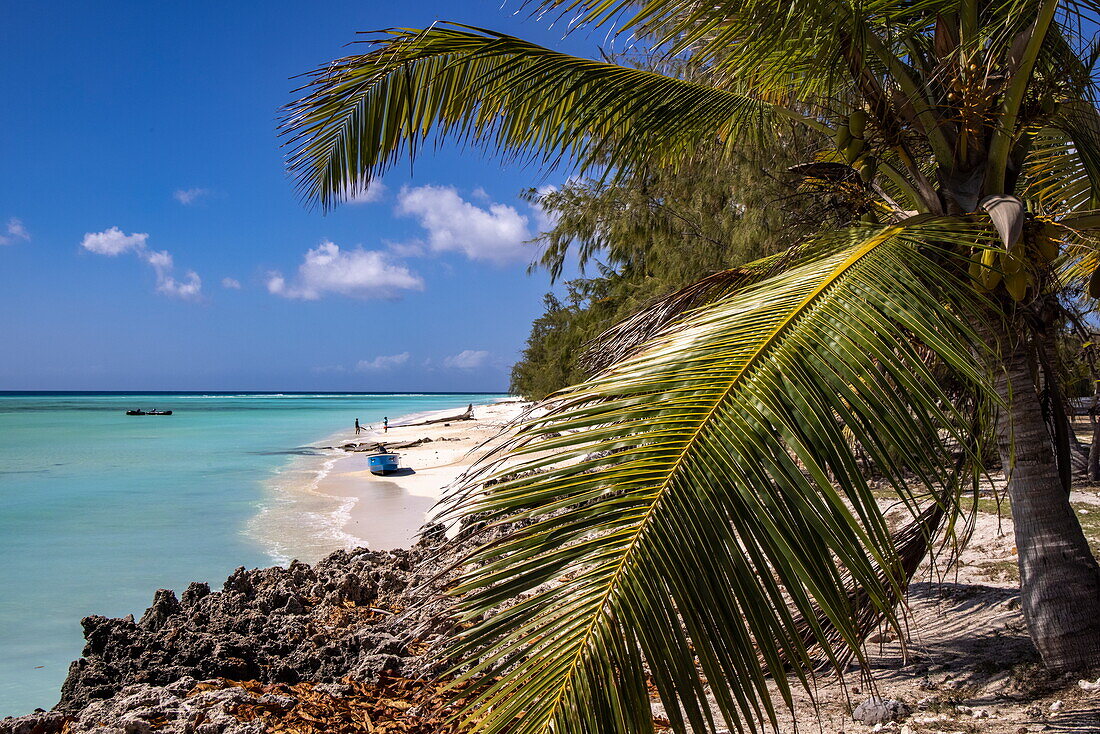 Kokospalmen am paradiesischen Strand, Aldabra-Atoll, Äußere Seychellen, Seychellen, Indischer Ozean