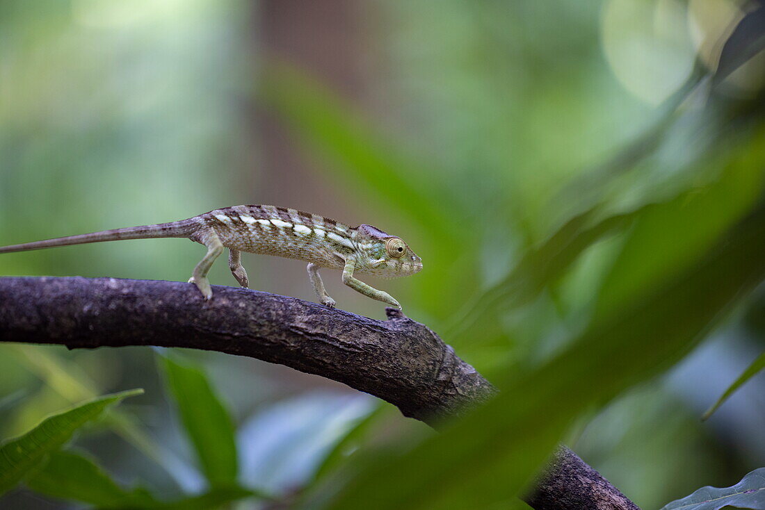  Nosy Be panther chameleon (Furcifer pardalis) walks along a tree branch, Nosy Komba, Diana, Madagascar, Indian Ocean 