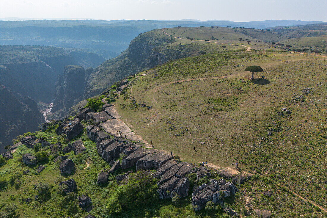  Aerial view of Socotra dragon&#39;s blood trees (Dracaena cinnabari) on Diksam Plateau with Wadi Dirhur Canyon behind, Gallaba, Socotra Island, Yemen, Middle East 