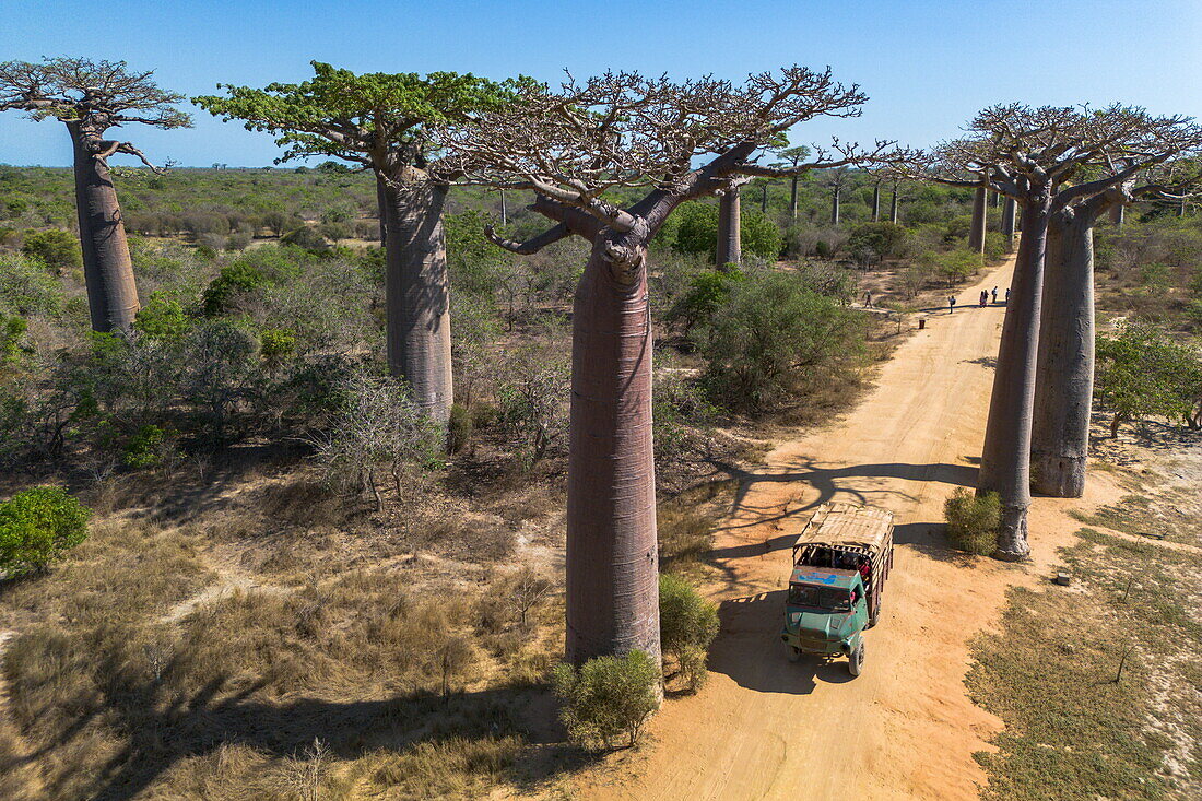  Aerial view of the Avenue of Baobabs, a prominent group of Grandidier baobab trees (Adansonia grandidieri) lining the dirt road number 8 between Morondava and Belon&#39;i Tsiribihina, near Morondava, Menabe, Madagascar, Indian Ocean 