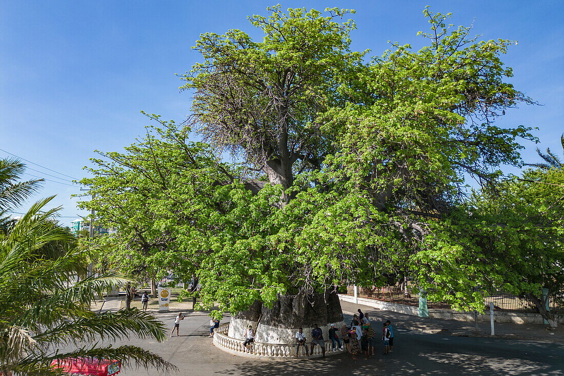  Aerial view of a giant African baobab tree (Adansonia digitata), the largest specimen in Madagascar with a circumference of 21 meters, Mahajanga, Boeny, Madagascar, Indian Ocean 