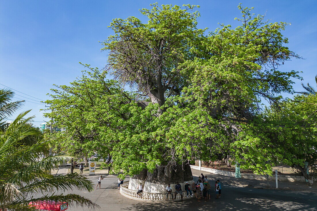 Luftaufnahme eines riesigen afrikanischen Affenbrotbaums (Adansonia digitata), größtes Exemplar Madagaskars, Mahajanga, Boeny, Madagaskar, Indischer Ozean