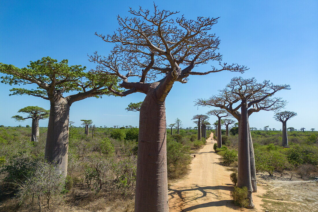  Aerial view of the Avenue of Baobabs, a prominent group of Grandidier baobab trees (Adansonia grandidieri) lining the dirt road number 8 between Morondava and Belon&#39;i Tsiribihina, near Morondava, Menabe, Madagascar, Indian Ocean 