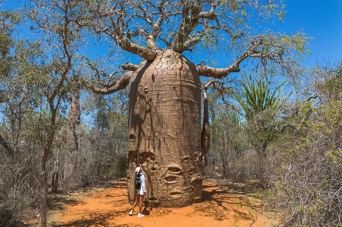  Aerial view of a woman admiring the giant Fony Baobab tree (Adansonia rubrostipa) in Reniala Nature Reserve, Toliary II, Atsimo-Andrefana, Madagascar, Indian Ocean 