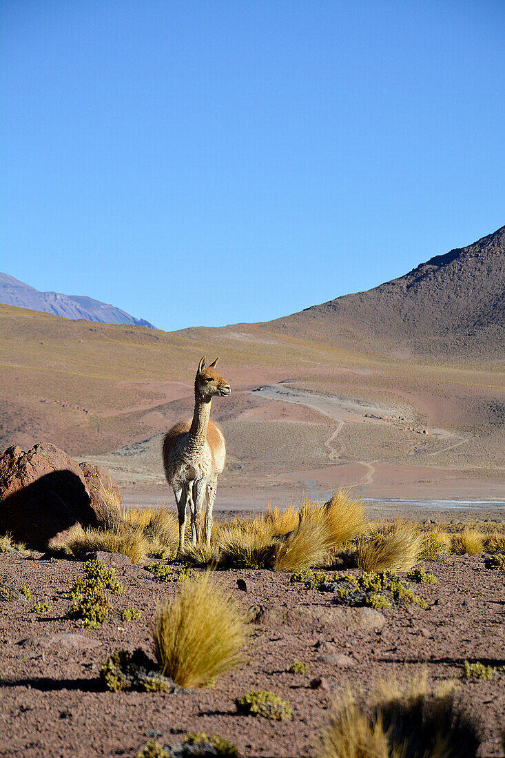 Chile; Nordchile; Region Antofagasta; Atacama Wüste; neugieriges Vikunja streift durch die Wüste