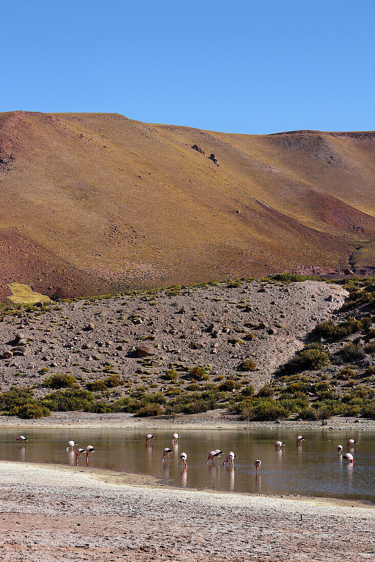  Chile; Northern Chile; Antofagasta Region; Atacama Desert; Andean flamingo in the Laguna Flamingos 