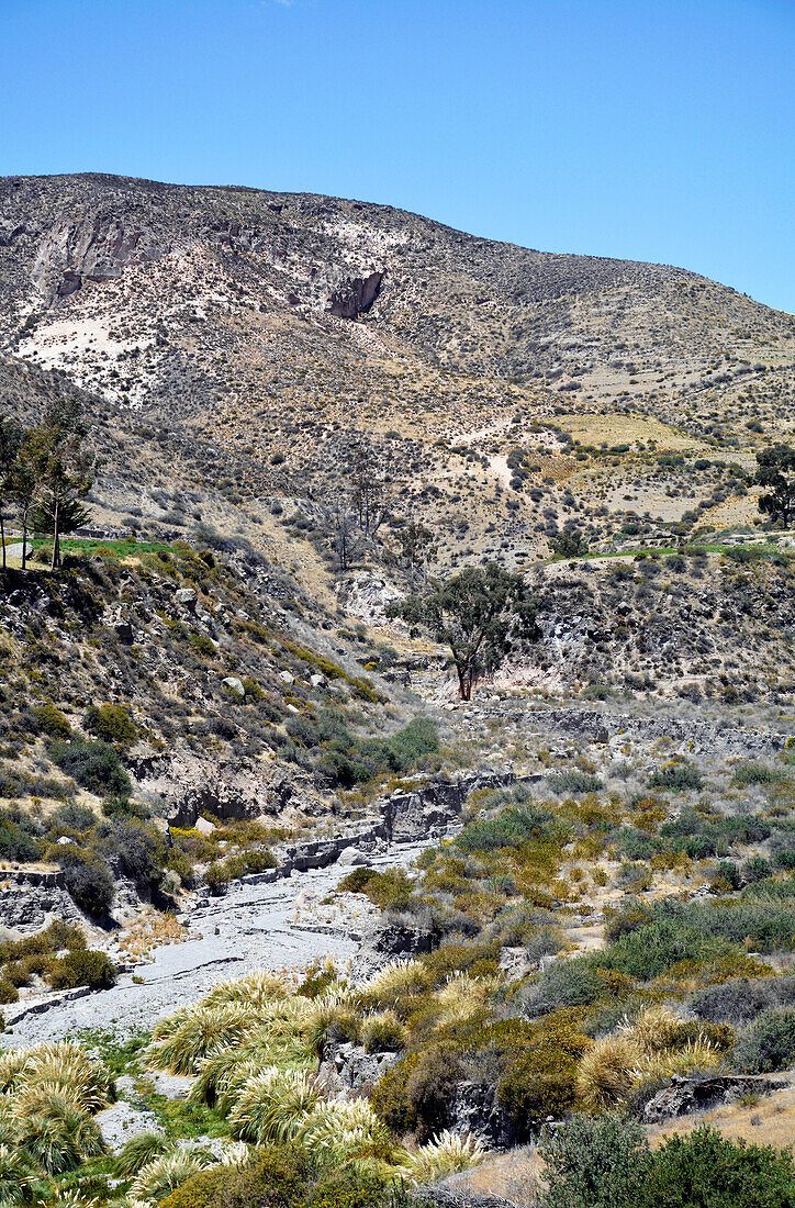  Chile; northern Chile; Arica y Parinacota Region; Jurasse gorge near Putre; on ancient Inca paths along the gorge 