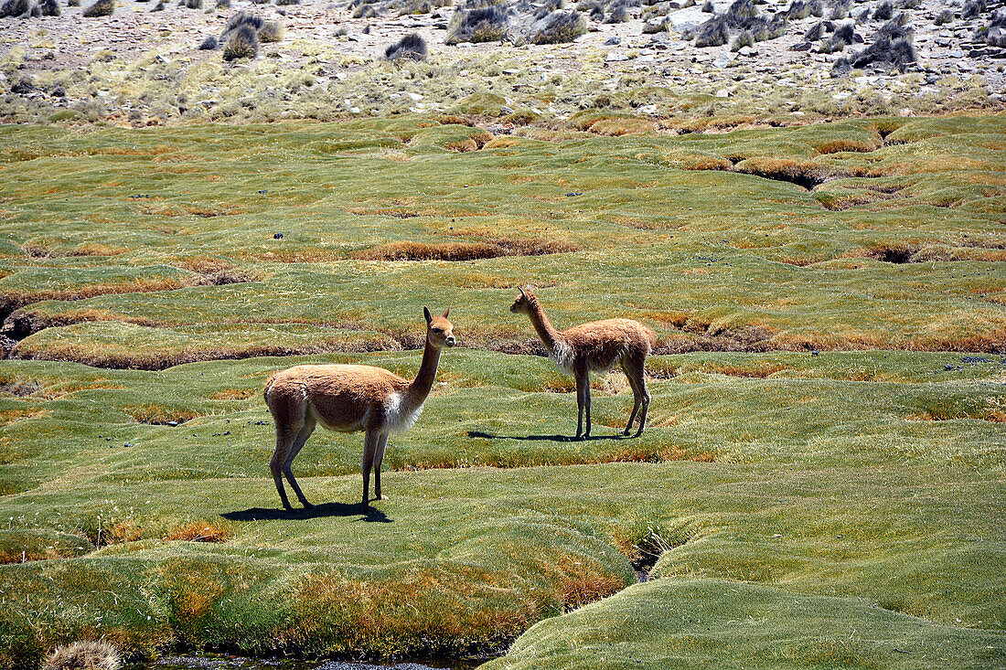 Chile; Nordchile; Region Arica y Parinacota; Lauca Nationalpark; zwei Vikunjas auf einer Bofedal Wiese