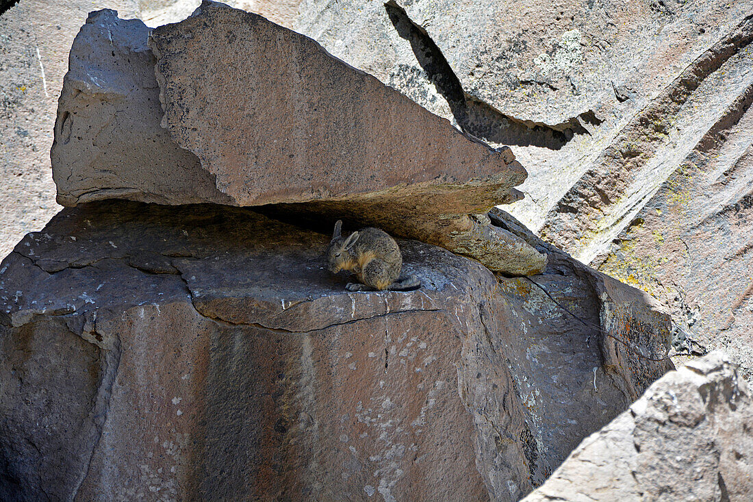 Chile; Nordchile; Region Arica y Parinacota; Lauca Nationalpark; Viscacha in einer Felsspalte
