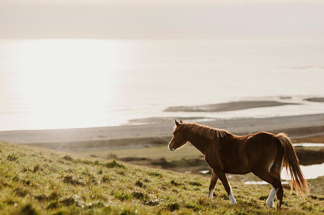Ein wildes Pferd durchstreift die Landschaft bei Cuckmere Haven, in der Nähe der Seven Sisters Klippen bei Exceat in Sussex, England