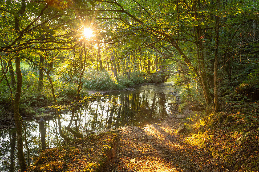 Frühsommer an der Schondra, Heckmühle, Völkersleier, Wartmannsroth, Bad Kissingen, Unterfranken, Franken, Bayern, Deutschland, Europa