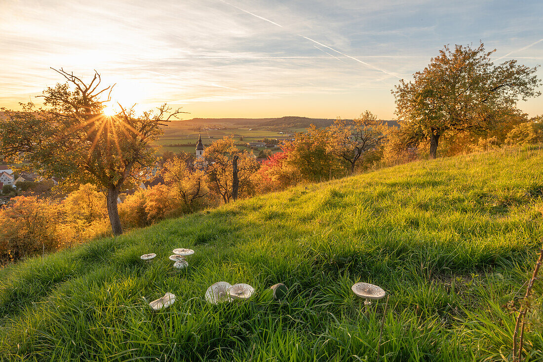  Autumn in the orchard, Lehrberg, Ansbach, Middle Franconia, Franconia, Bavaria, Germany, Europe 