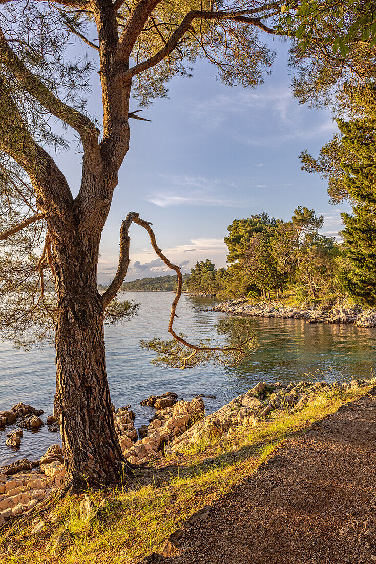  In the evening on the Paradise Trail near Malinska, Njivice, Krk, Rijeka, Urinj, Croatia, Europe 