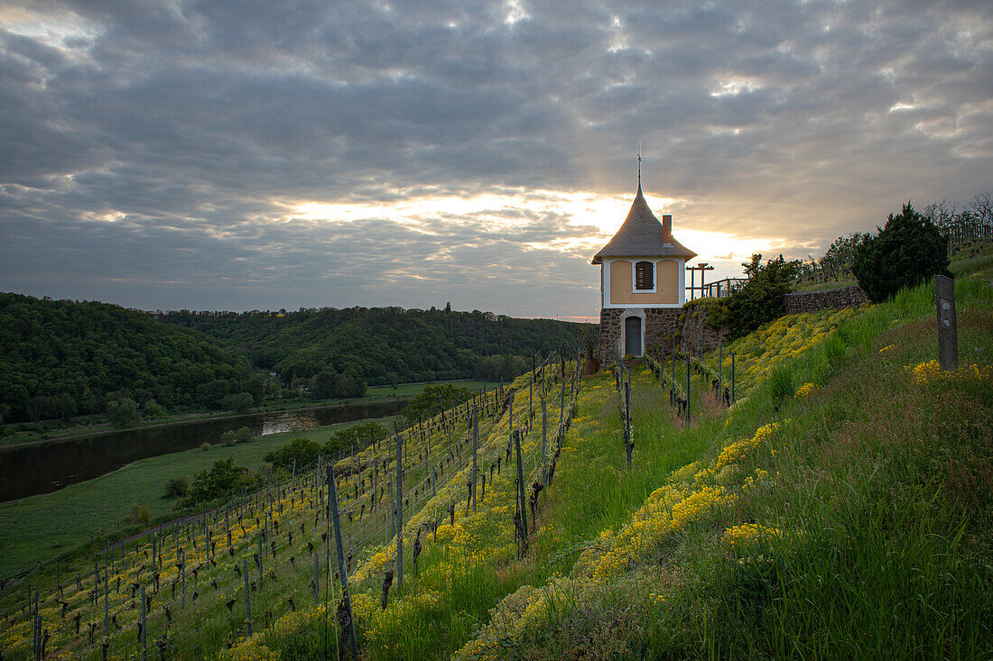  Evening in the vineyards in the Spaargebirge, Elbe Valley, Meißen, Saxony, Germany, Europe 