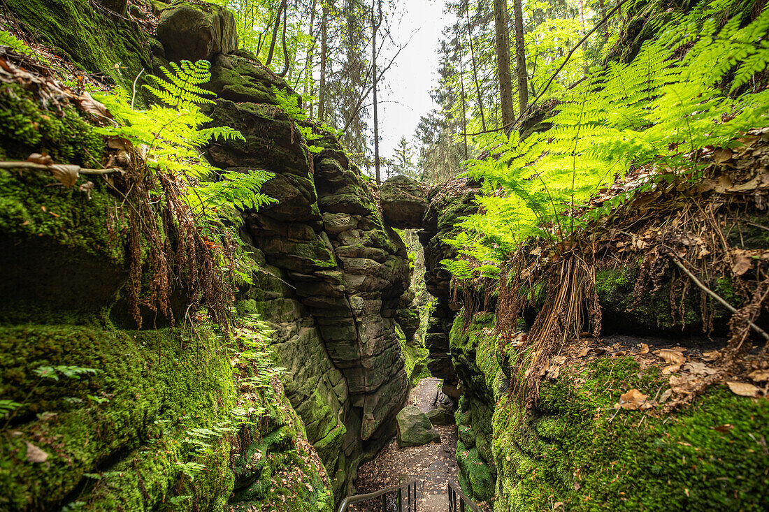  On the way in Teufelsgrund near Wehlen, Uttewalde, Pirna, Saxon Switzerland, Saxony, Germany, Europe 