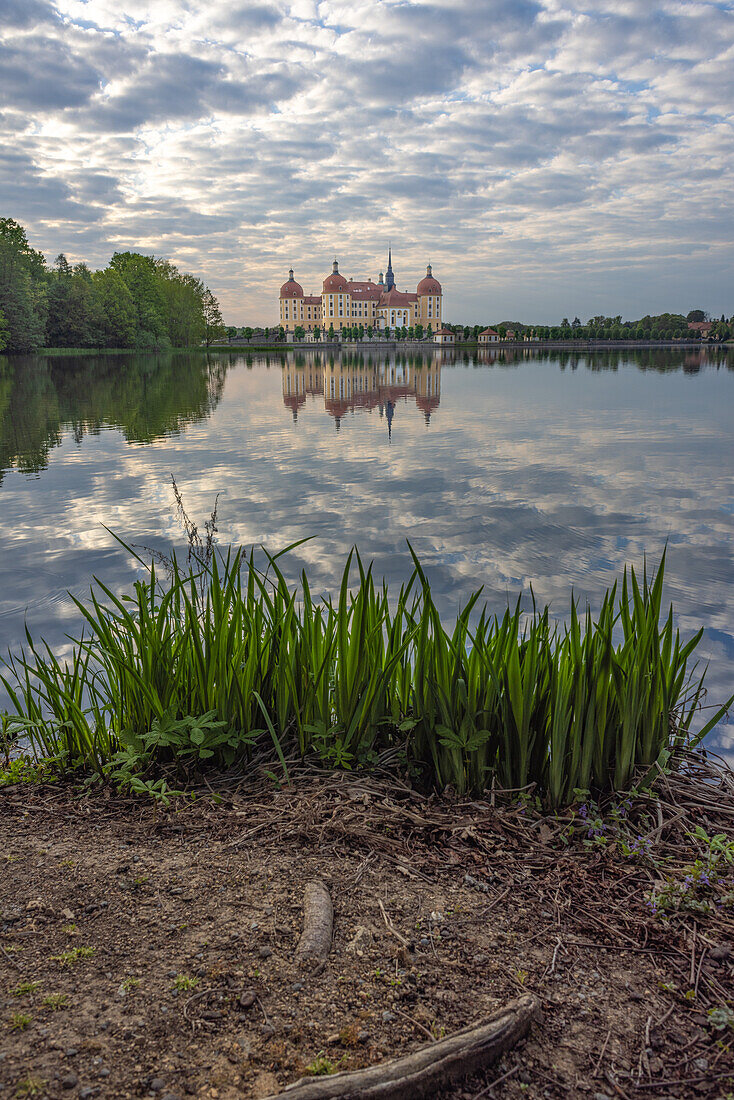 Morgens am Schloss Moritzburg, Meißen, Sachsen, Deutschland, Europa