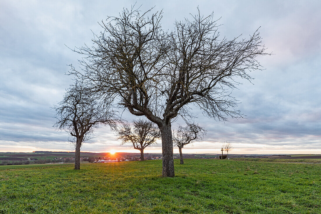 Streuobstwiese bei Seinsheim, Kitzingen, Unterfranken, Franken, Bayern, Deutschland, Europa