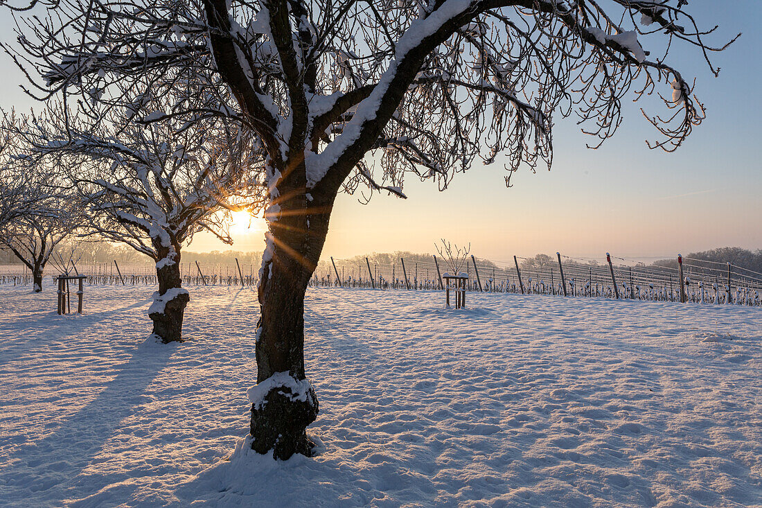  Winter near Gaibach, Volkach, Kitzingen, Lower Franconia, Franconia, Bavaria, Germany, Europe 