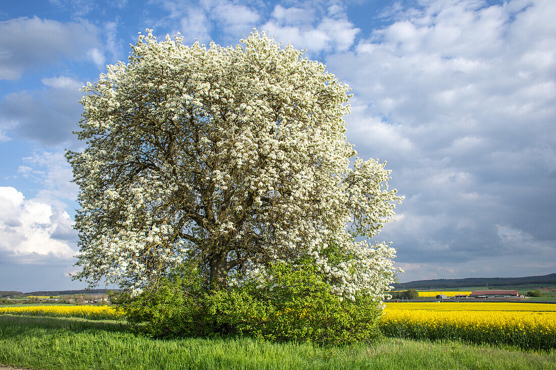  Walnut blossom near Possenheim, Iphofen, Kitzingen, Lower Franconia, Franconia, Bavaria, Germany, Europe 