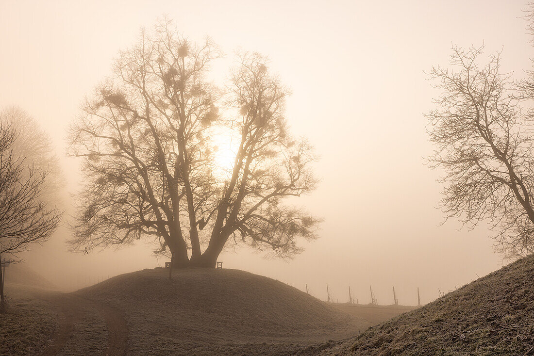  Morning at SchloÃŸberg, Rechtslinde, Castell, Kitzingen, Lower Franconia, Franconia, Bavaria, Germany, Europe 