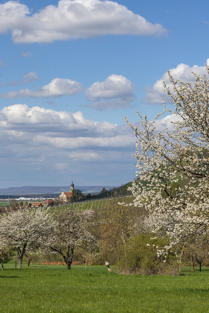 Frühling auf der Streuobstwiese, Castell, Kitzingen, Unterfranken, Franken, Bayern, Deutschland, Europa