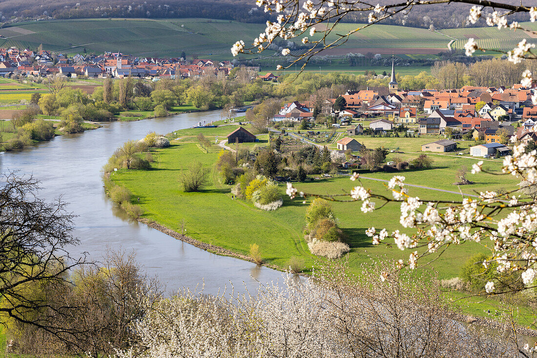  Spring on the Mainschleife, Fahr am Main, Volkach, Kitzingen, Lower Franconia, Franconia, Bavaria, Germany, Europe 