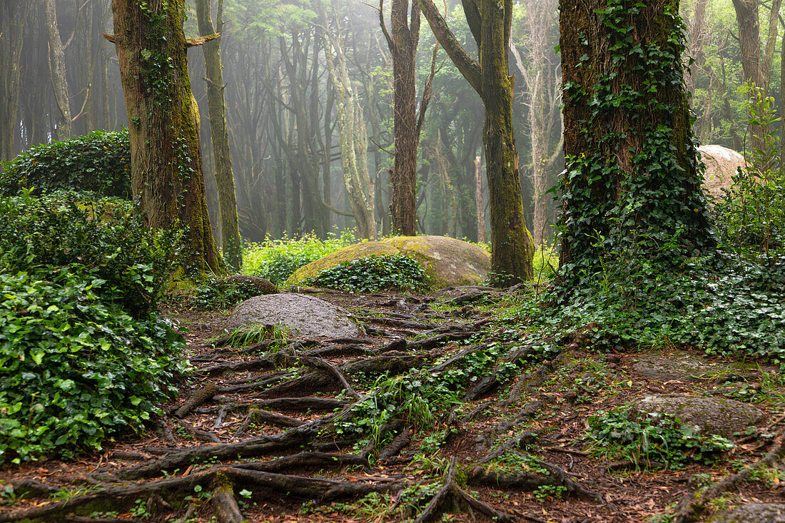  Mysterious roots, trees and rocks in the forest of the Parque Natural de Sintra-Cascais, Lisbon region, Portugal 