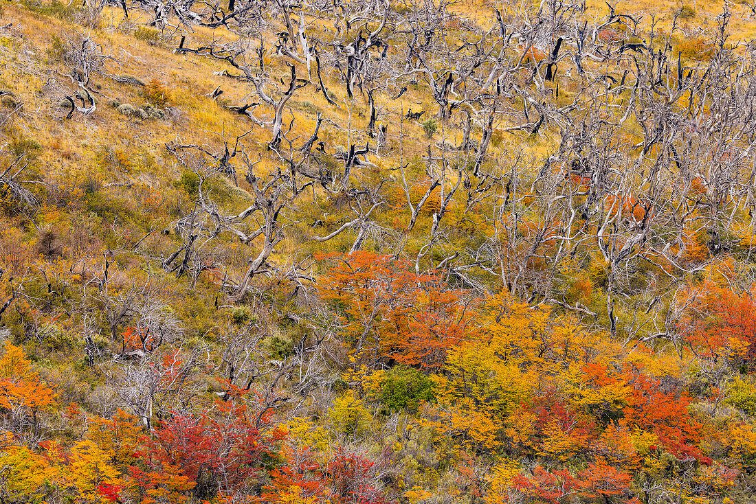  Slope with dead trees and young bushes in all autumn colors, Indian Summer in Patagonia, Torres del Paine National Park, Chile, South America 