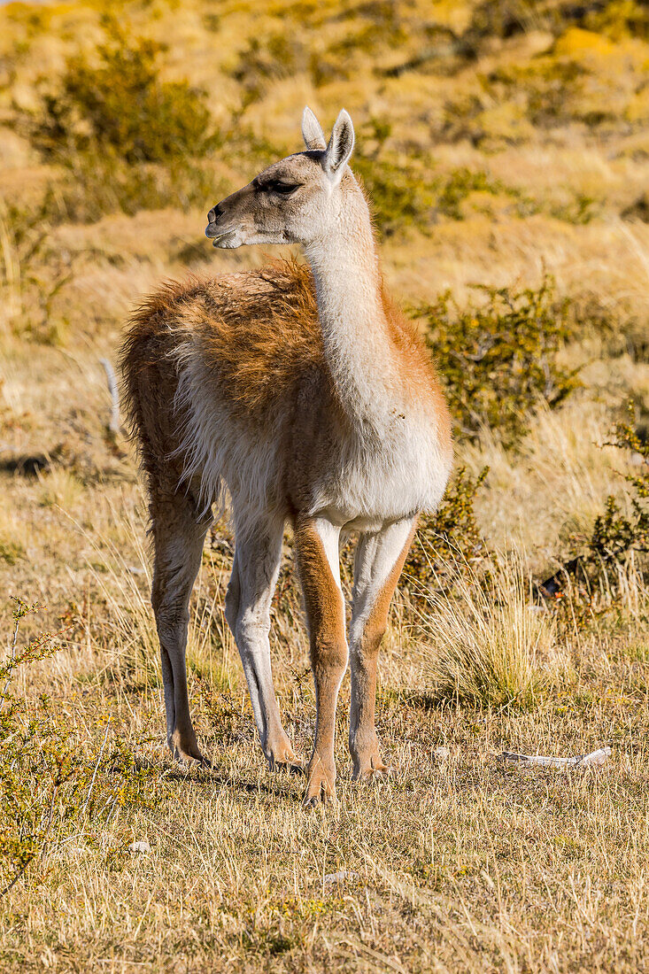  Close-up of a single guanaco llama in the grasslands of the Pampas of Chile, Patagonia, South America 