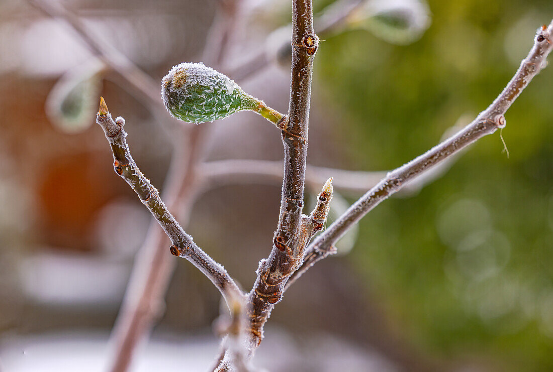 Feige am Strauch im Winter mit Eiskristallen Frucht freigestellt vor grün und weiß Hintergrund im Garten