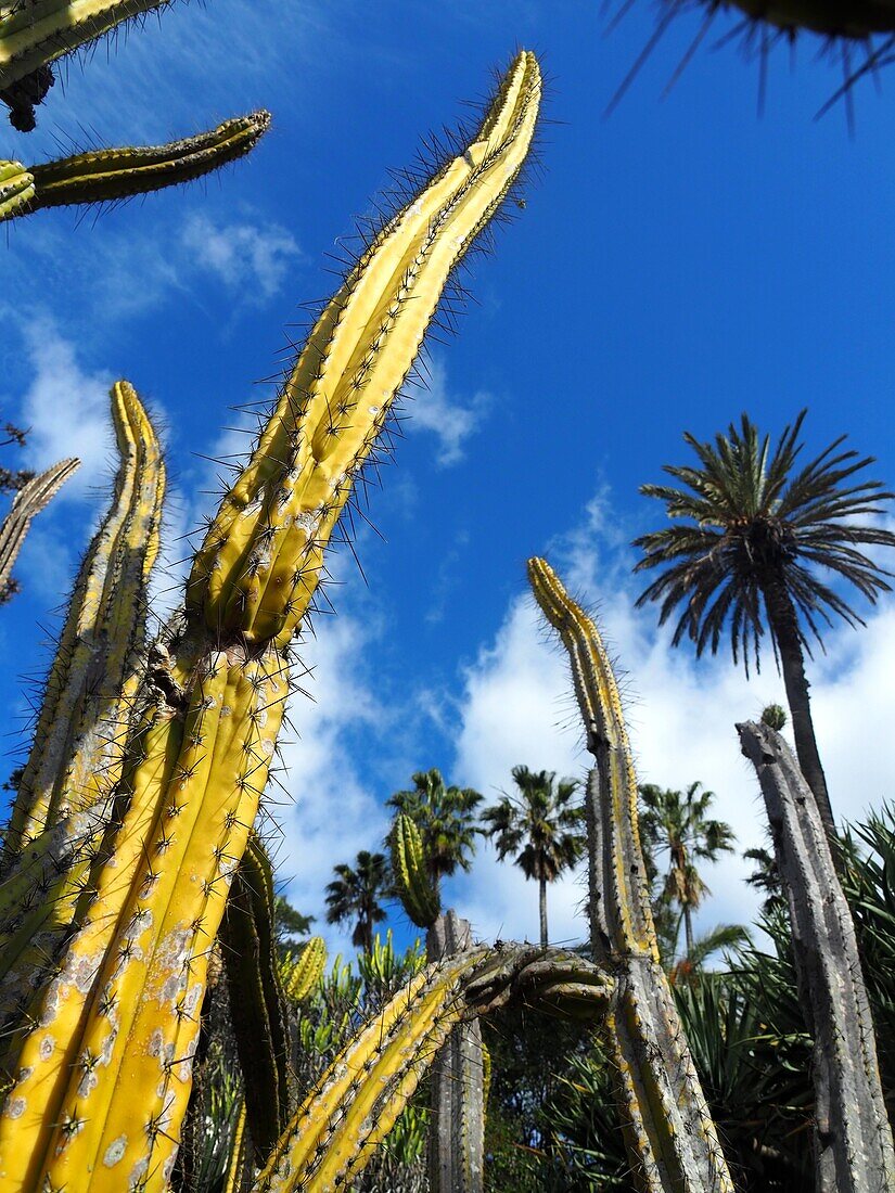 Säulenkakteen und Palmen im Botanischen Garten von Lissabon, Portugal