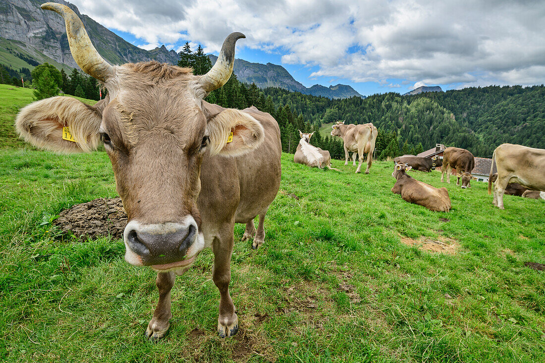  Cows with large horns graze in front of alpine huts at Säntis, Schwegealp, Alpstein, Appenzeller Alps, Appenzell Ausserrhoden, Switzerland 