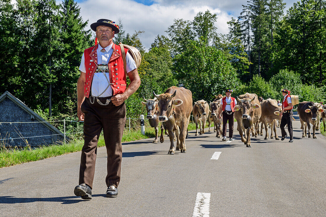  Dairy farmers and cows during the cattle drive from the Schwägalp, Schwägalp, Alpstein, Appenzeller Alps, St. Gallen, Switzerland 