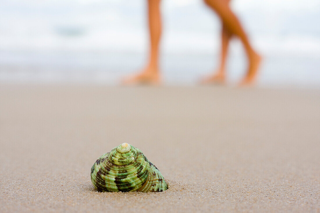  Green shell on the beach in the background out of focus legs of people, Bombinhas, Santa Catarina, Brazil 