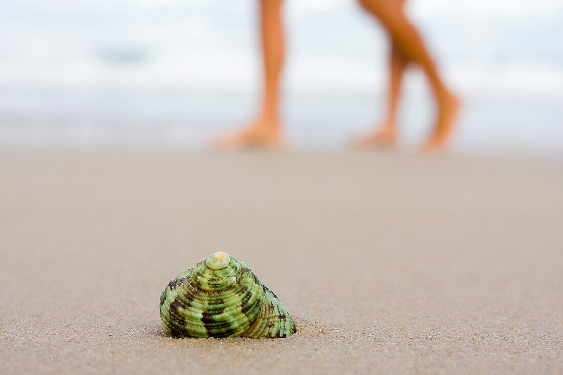 Grüne Muschel am Strand im Hintergrund unscharf Beine von Menschen, Bombinhas, Santa Catarina, Brasilien