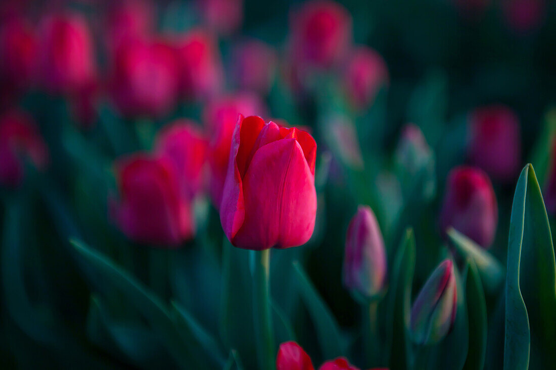  Tulip field, Magdeburg, Saxony-Anhalt, Germany 