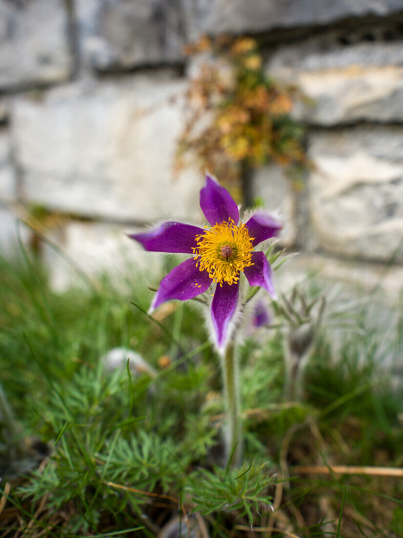  Pasque flower, pasque flower, Alps, Wengen, Canton of Bern, Bern, Switzerland, Europe 