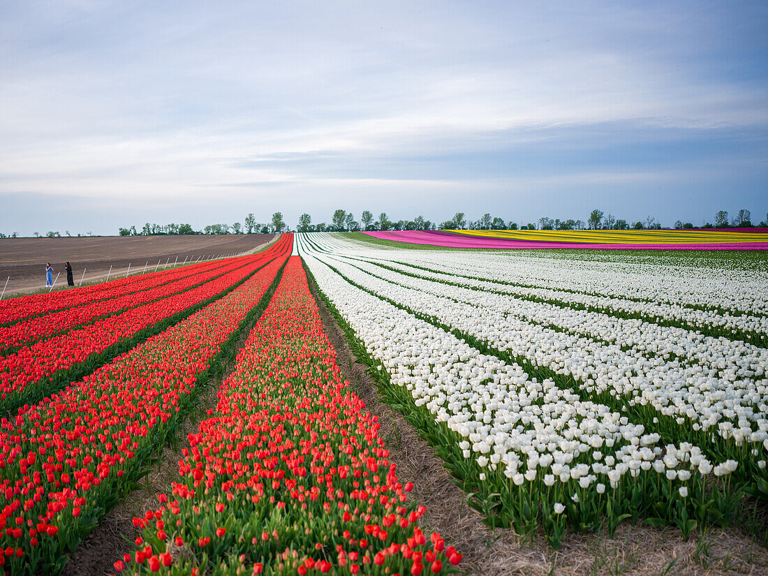  Tulip field in spring, Schwaneberg, Magdeburg, Saxony-Anhalt, Germany, Europe 