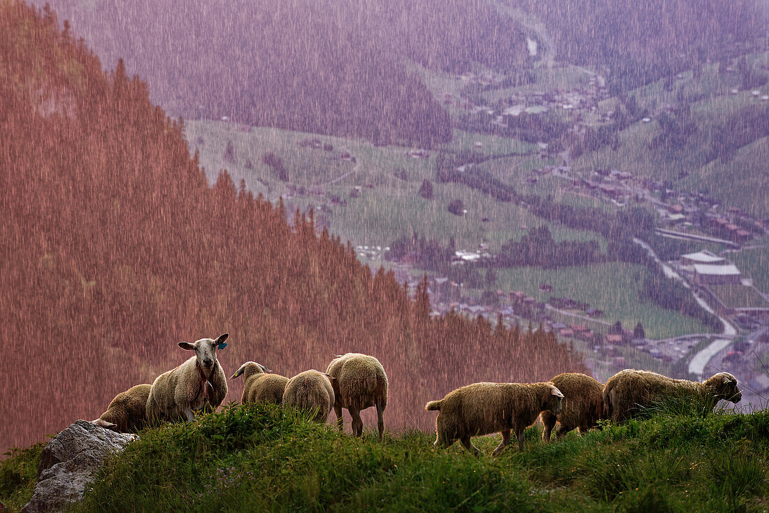  Sheep in the rain, Baeregg, Grindelwald, Bernese Oberland, Switzerland. 